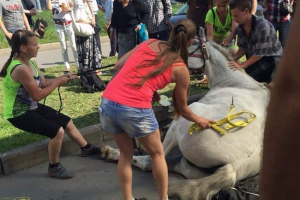 W petersburgu konia zemdlał